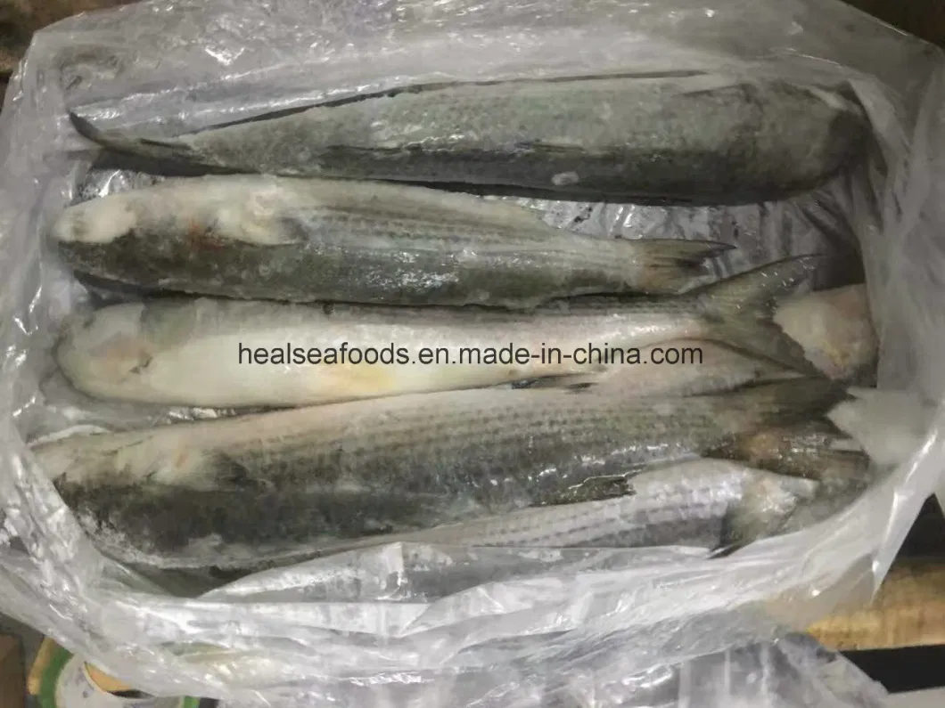 Grey Mullet Price From China