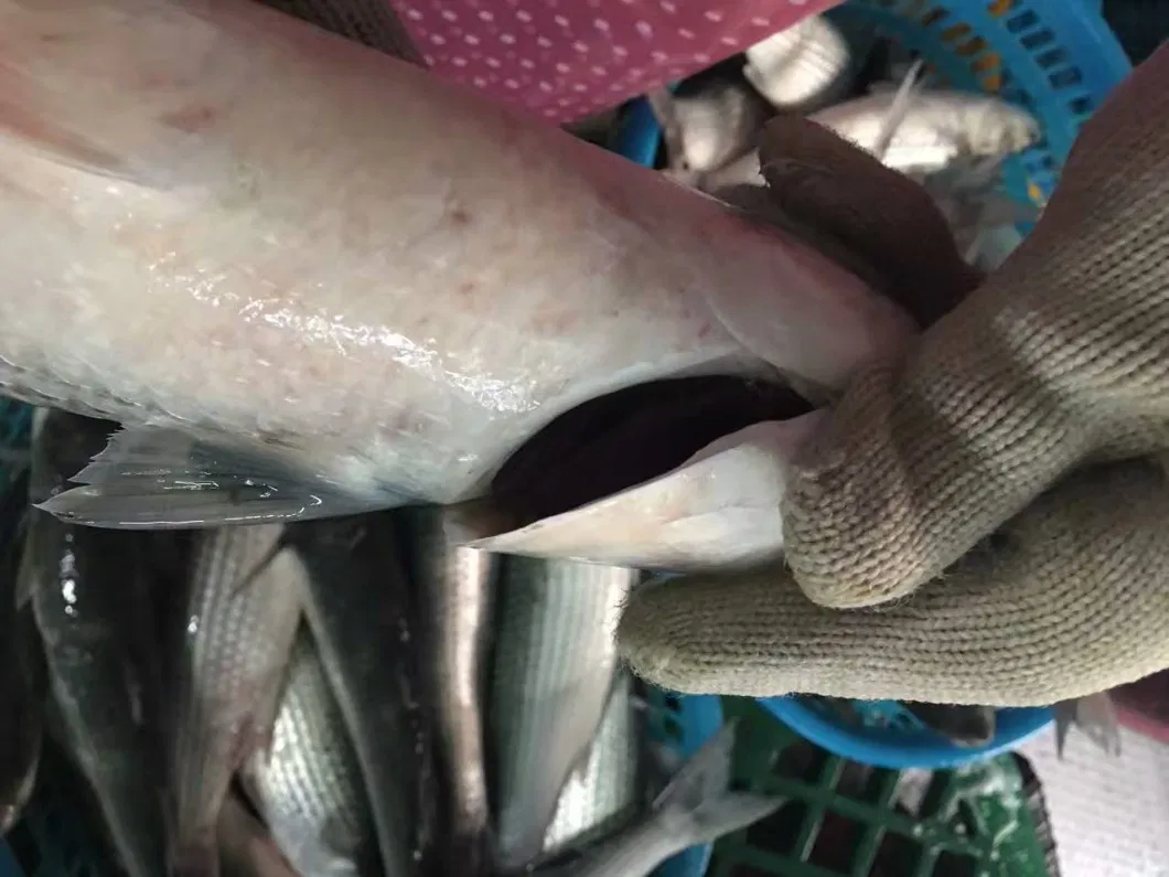 Frozen Grey Mullet Without Roe