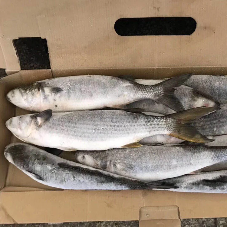 Sea Caught Whole Round Frozen Grey Mullet