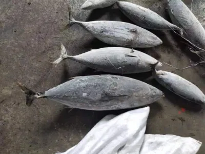 Katsuwonus Pelamis Ganzer gefrorener Bonito-Thunfisch